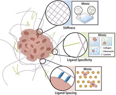 Modelling the Tumor Microenvironment: Recapitulating Nano- and Micro-Scale Properties that Regulate Tumor Progression